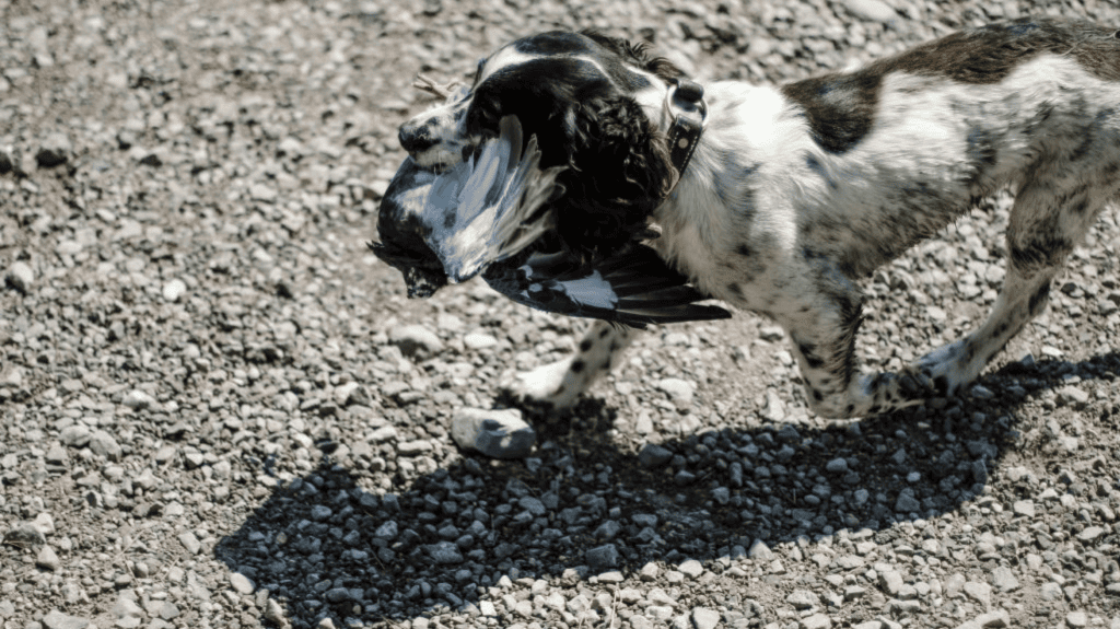 Rosie the ranch dog with bird in mouth